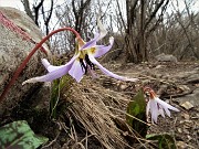 32 Anche sul sent. 507 Dente di cane (Erythronium dens canis)